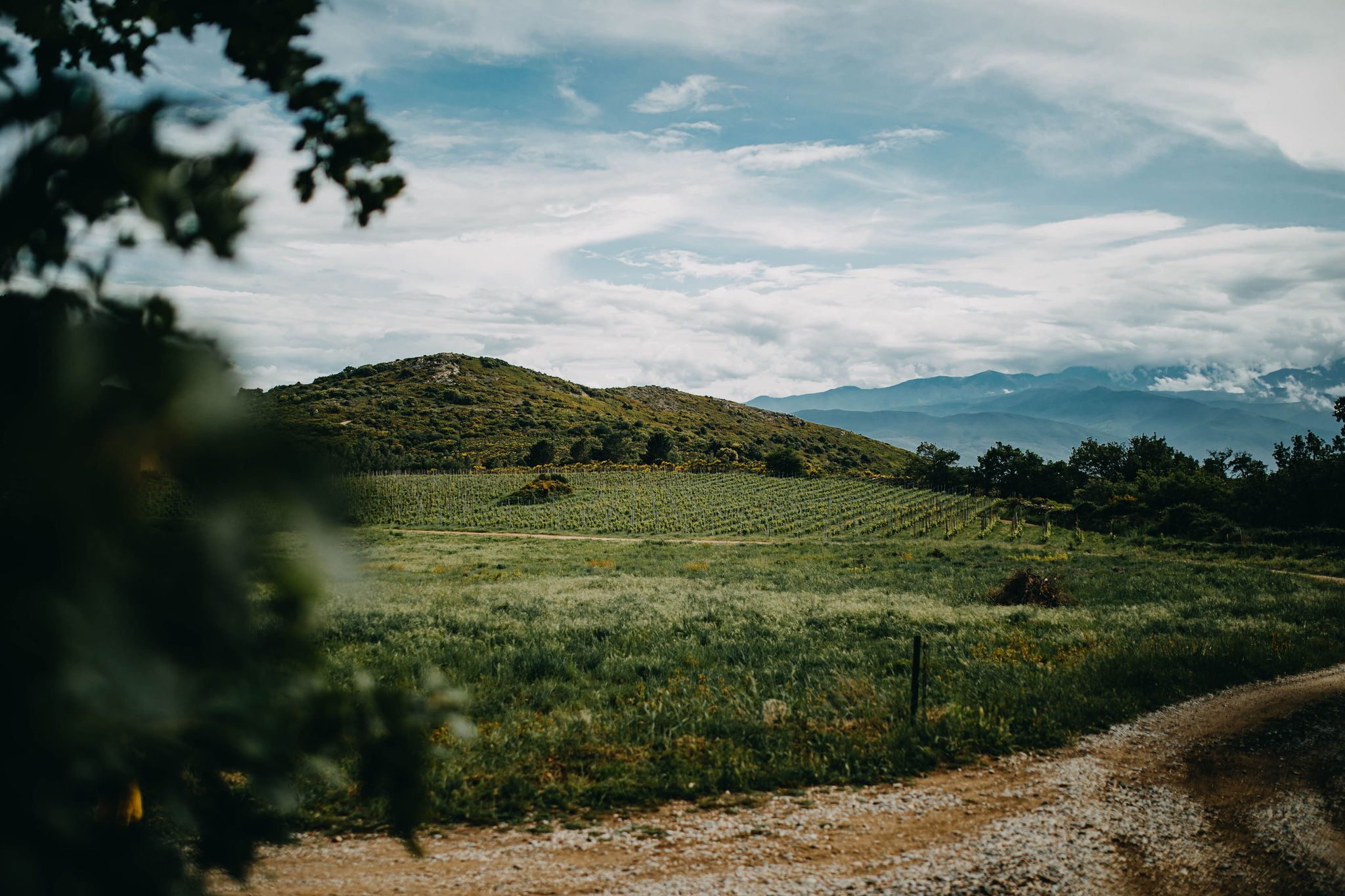 vignes du clot de l'oum sur la commune de Bélesta en Roussillon Conflent dans les Pyrénées Orientales