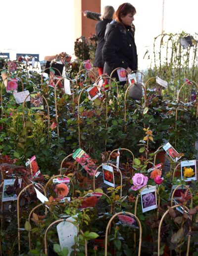 rosiers sous la halle de la catalane à l'art des jardins 2020 à ille sur tet en roussillon conflent dans les pyrénées orientales