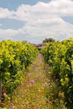 COOPÉRATIVE OLÉICOLE "LA CATALANE" ET COOPERATIVE DES VINS DE FORCA REAL A MILLAS EN ROUSSILLON CONFLENT